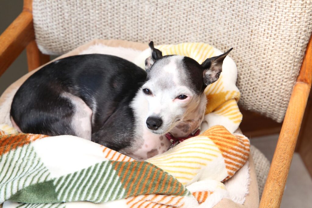 Dog