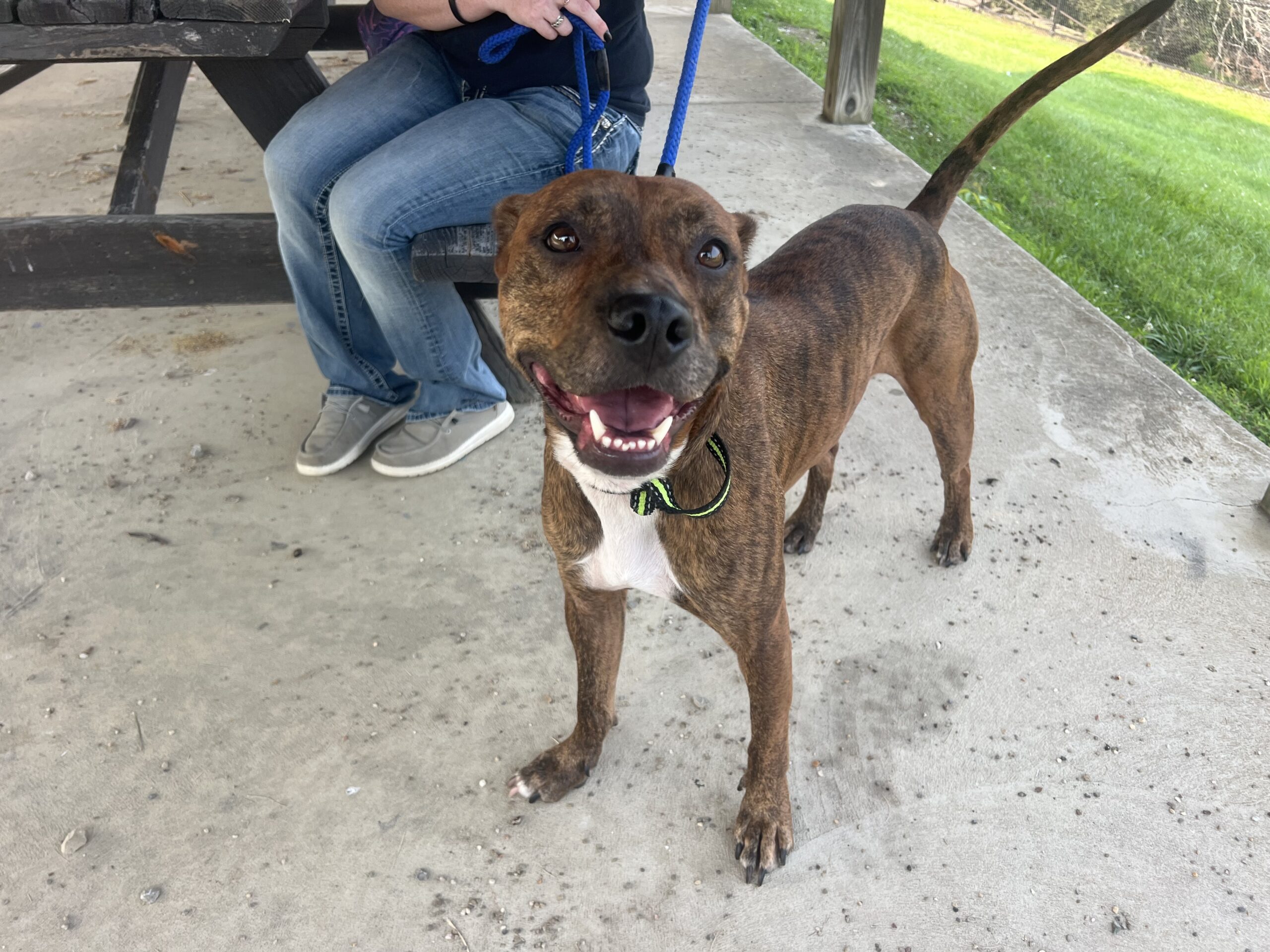 Former ‘Taco Bell dog’ finds forever home