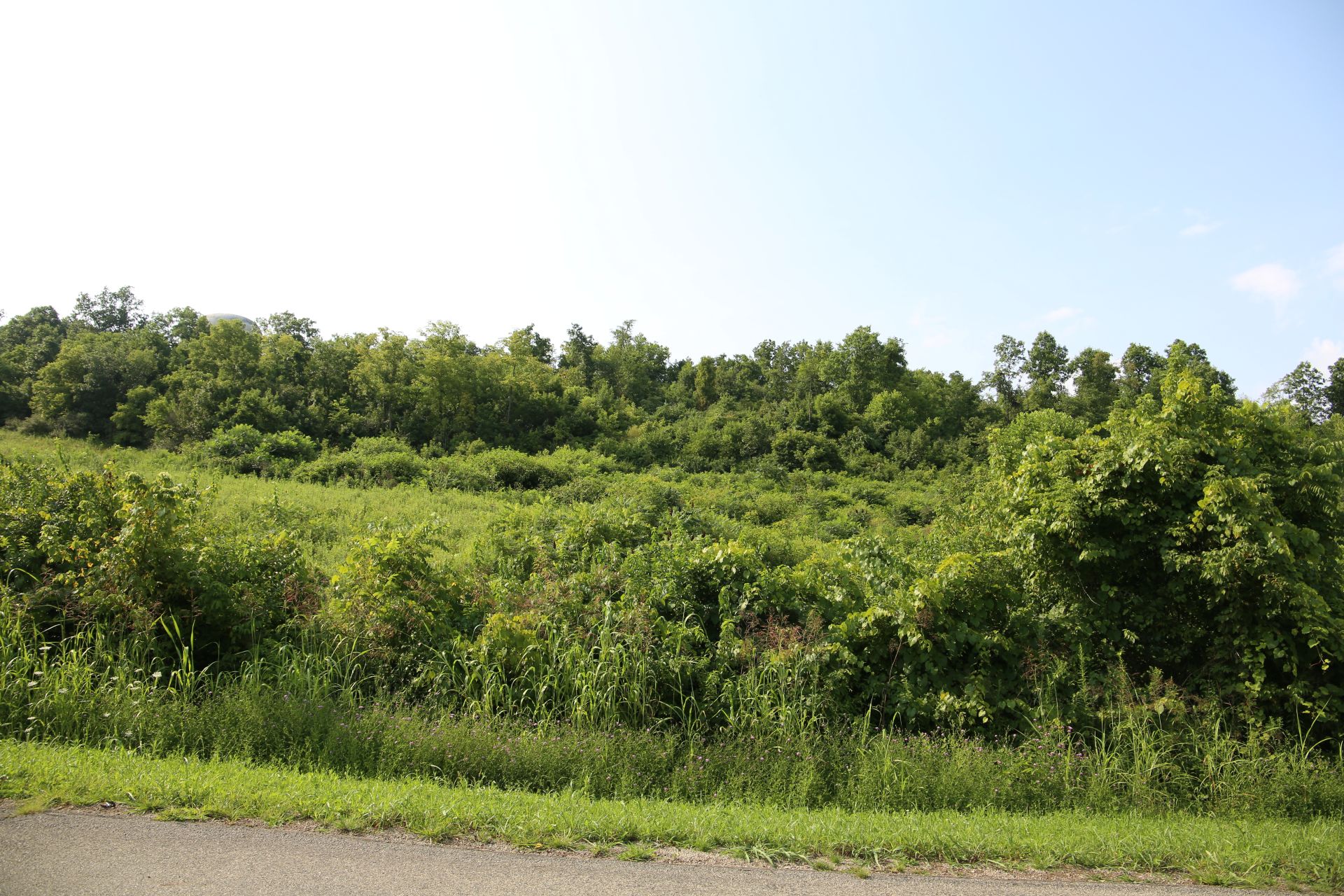 A hillside full of trees and bushes