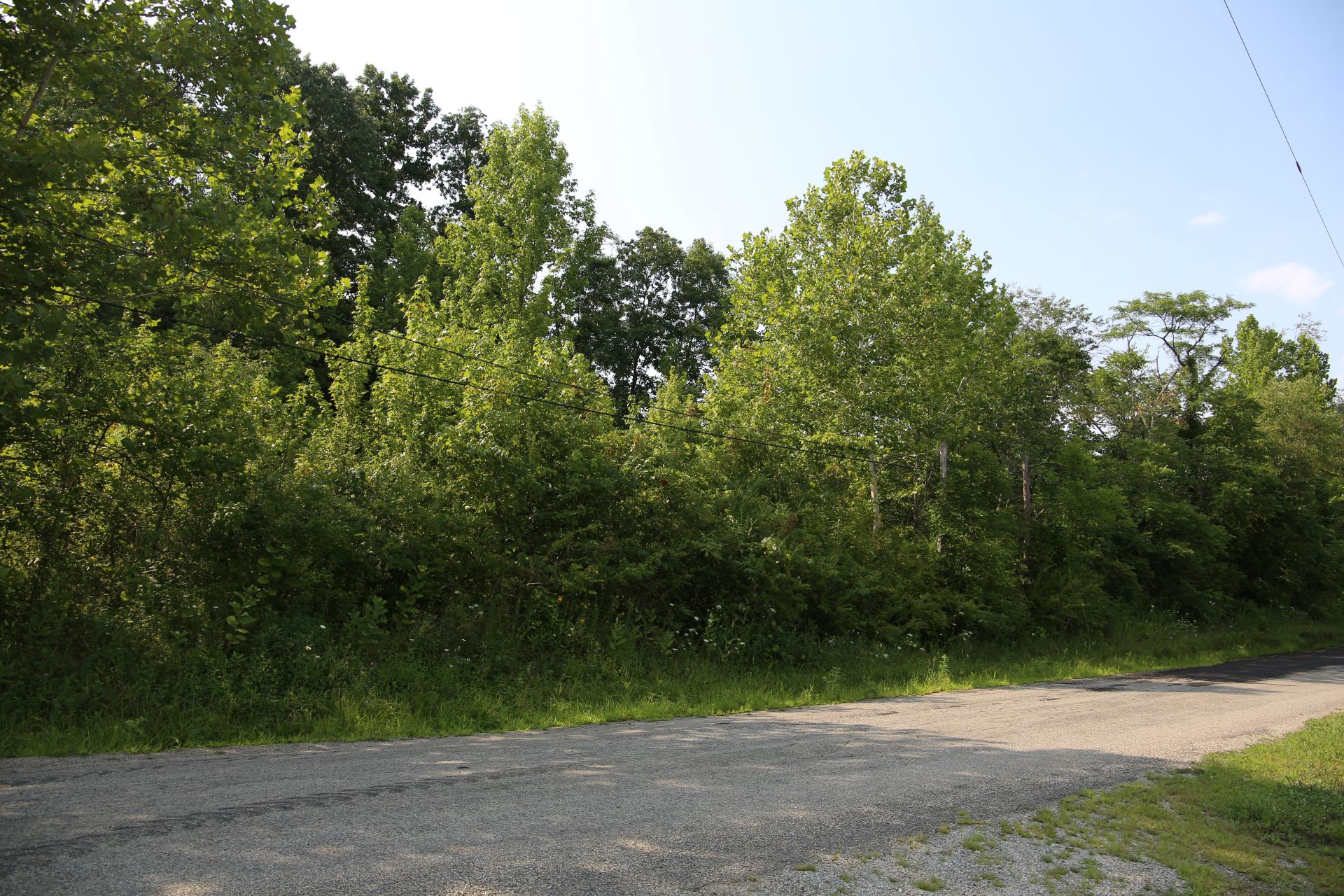 Trees and bushes fill the background as a road dominates the foreground