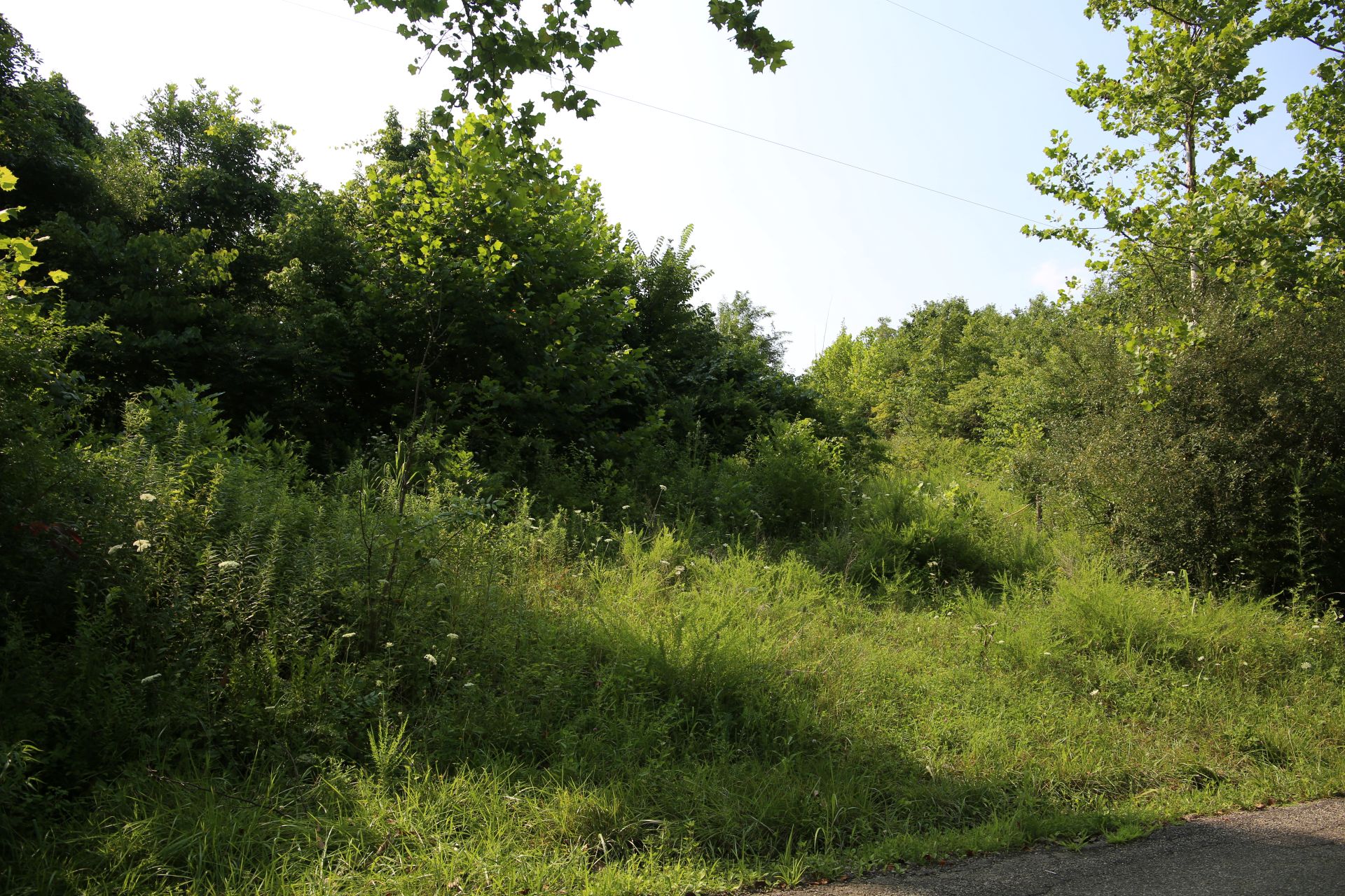 Sunlight filters through trees onto a hillside covered in grass