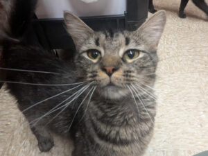 Cat of the Week: Carman