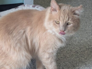 Cat of the Week: Bunny