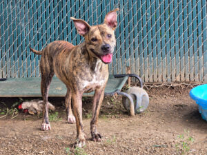 Dog of the Wee: Mimi