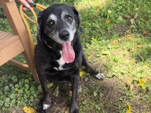 Dog of the Week: April