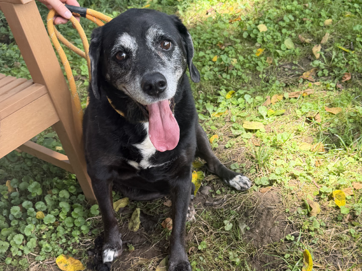 Dog of the Week: April