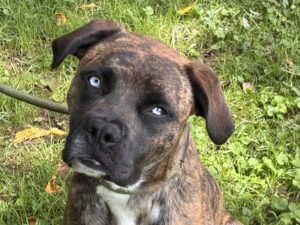 Dog of the Week: Meg