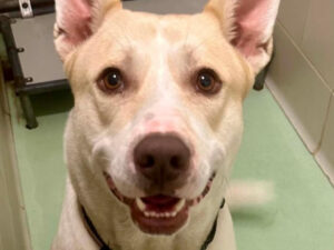 Dog of the Week: Maxx