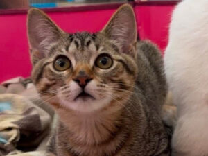 Cat of the Week: Bennie