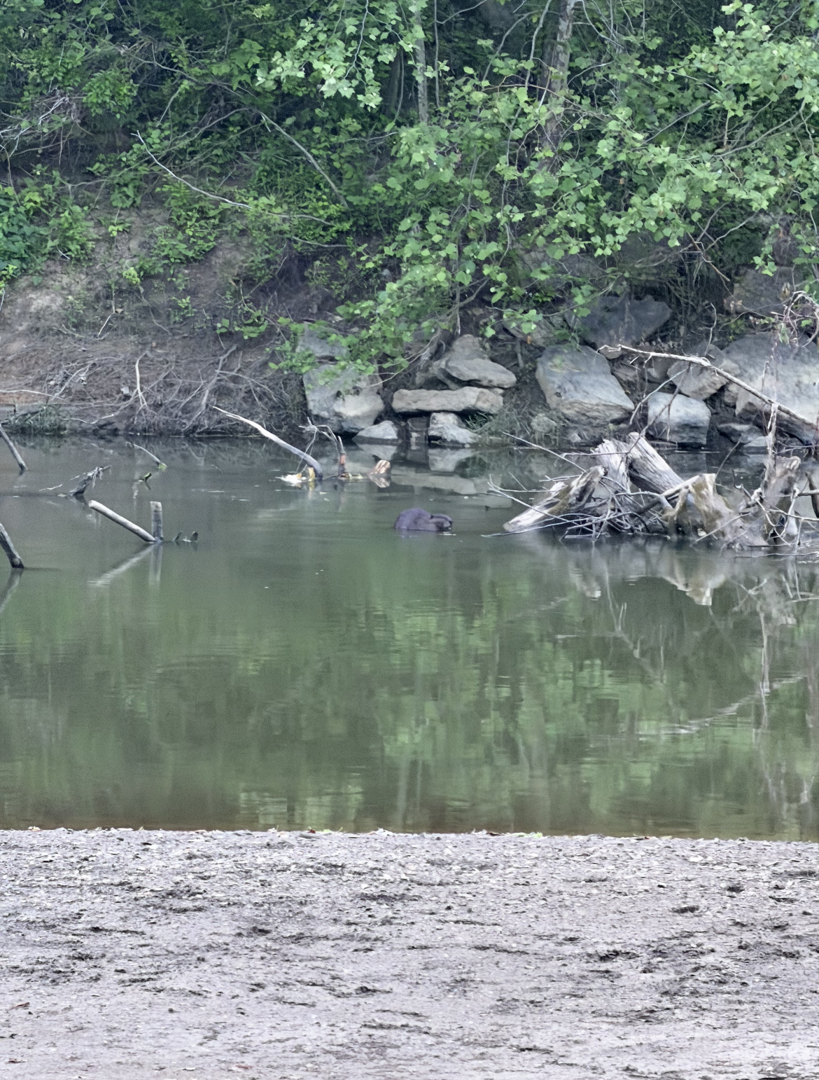 A beaver-like animal standing in the middle of the Hocking River.