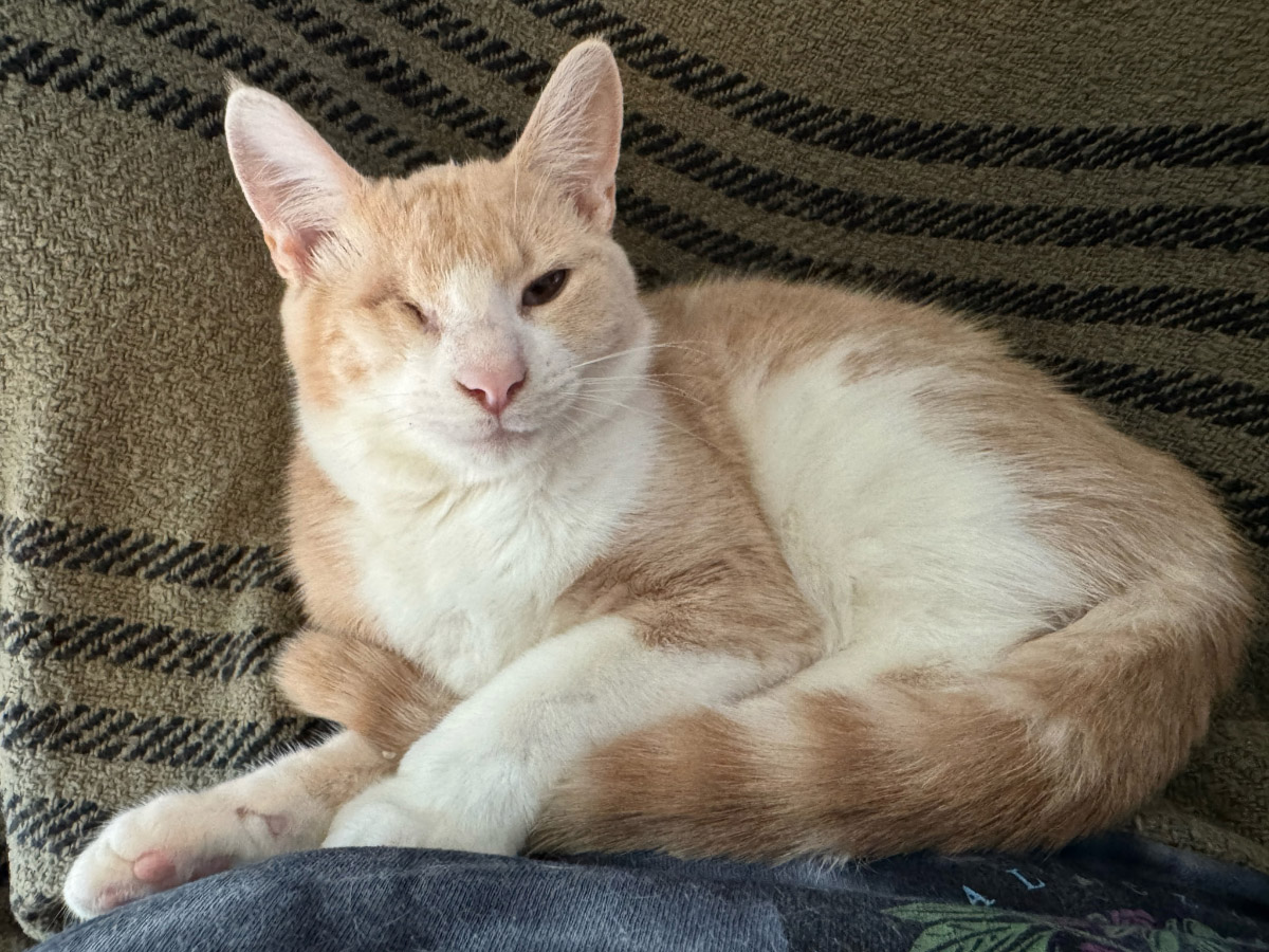 Cat of the Week: Peanut Breadcrumbs