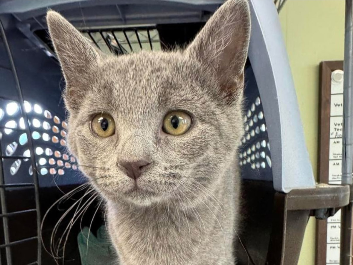 Cat of the Week: Al