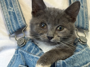 Cat of the Week: Emma