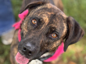 Dog of the Week: Clover