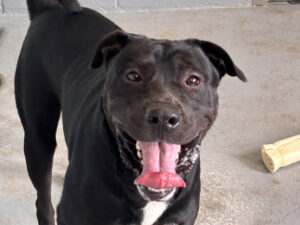 Dog of the Week: Klinger