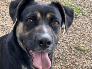 Dog of the Week: Rose