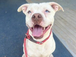 Dog of the Week: Norma