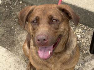 Dog of the Week: Daisey-Mae