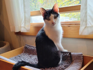 Cat of the Week: Glen