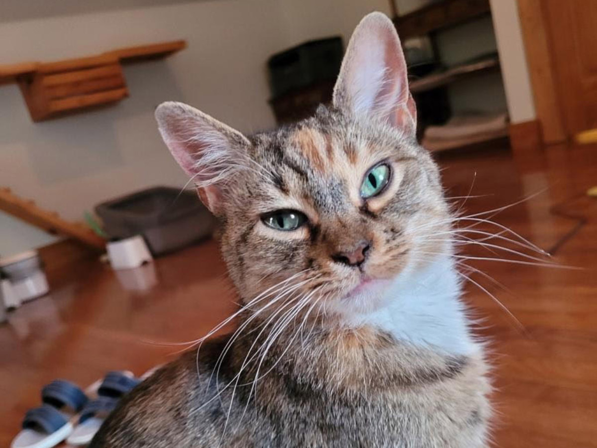Cat of the Week: Gale