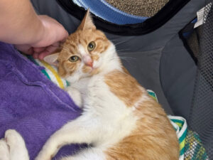 Cat of the Week: Chippy