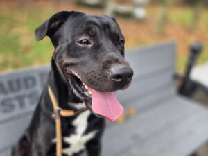 Dog of the Week: Klinger