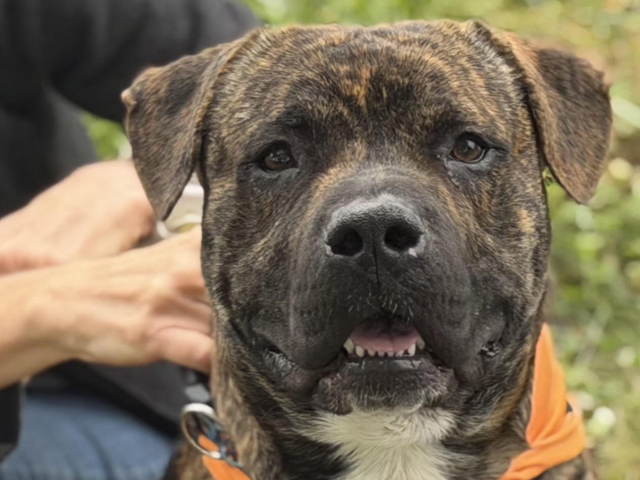 Dog of the Week: Frick