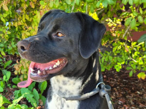 Dog of the Week: Moana