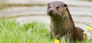 River otters are returning to southeast Ohio after a very long absence